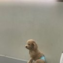 멍지트 네이버블로그