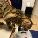 롯데리아 삼송신원점 | 삼송 롯데리아 폴더버거 신메뉴 배달로 먹어본 후기