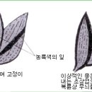 한국춘란 산반(散斑)의 이해/02(한번기162) 이미지