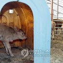 이강섭축사 이미지