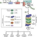 Re: The role of protein clearance mechanisms in organismal ageing and age-r 이미지