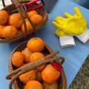 금오름농장 | 금오름 근처 제주 감귤체험 히피웅 감귤체험농장