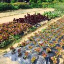 쥐눈이콩마을 이미지