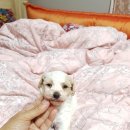 아리랑밸리켄넬 이미지