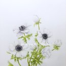 색연필 보태니컬 아트 이미지