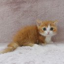 강남고양이분양 러브앤캣 이미지