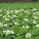 경주연꽃단지 | 경주 동궁과 월지 연꽃단지, 천년의 시간 위에 피어난 여름의 향기