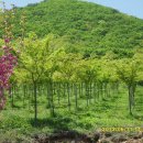 느티나무농장 이미지