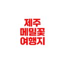 아름다운 소리 오카리나 | 제주도 메밀꽃 축제와 와흘메밀마을 필수 방문 코스