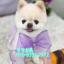 멍멍컷 | 고양시 일산 애견미용 가위 컷 잘하는 멍멍살롱 포메라니안 미모 완성