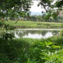 버드나무 이미지