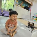 쥬니멀 Daum카페