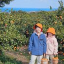 정원농장 | 제주도한달살이 | 제주도 귤빛정원 감귤농장 귤따기 체험 후기 🍊