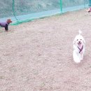 야탑 반려견 이미지