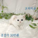 💟고양이 분양💟 2개월새끼고양이책임분양5만원부터 이미지