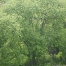 버드나무 이미지