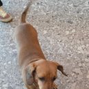 언덕위하얀어린이집 | [화성 남양카페] 언덕위에 하얀집: 도착하자마자 강아지 가족이 마중 나오는 도자기 카페 (내돈내산)