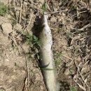 시몬네왕해물짬뽕 이미지