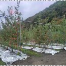 꽃피는산골민박 | 충주민박 자연 속 힐링, 꽃피는산골 민박펜션 경험기