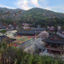 호서대입구 | 천안 각원사 겹벚꽃 개화 상황 (아직 덜 피었음, 방문 타이밍 정리)