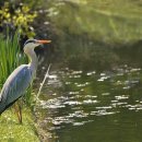 명륜진사갈비 지사점 이미지