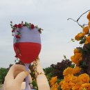 곡성세계장미축제장 이미지