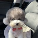 마이펫가든 이미지