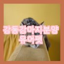 유어펫 네이버블로그