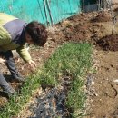 심기보농장 이미지