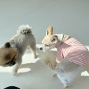 시오꾸꾸