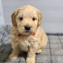 두들랜드 이미지