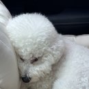 세림동물병원 | 강아지 양파중독, 양파 먹고 병원 다녀온 후기 (송파 동물병원)
