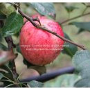 선홍농장 이미지