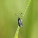 두리반디 이미지