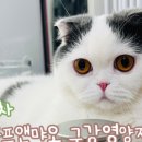 우프 앤 먀오 이미지