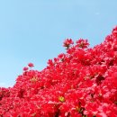 섬진강변 철쭉길 이미지