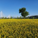 구리 유채꽃축제 강아지 데리고 다녀왔어요 — 반려견 동반 현실 후기