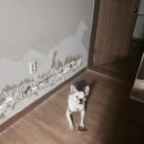 디스크독연구소 | 산책훈련/대구애견호텔/수성구애견훈련소/시설좋은곳/추천/대형견/애견훈련/디스크독스쿨/디스크독연구소