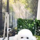 로운이네 살롱 이미지