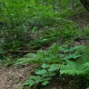 백두대간 9회차 질매재 ~석교산~푯대봉~밀목재 야생화 탐방 이미지