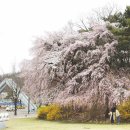 숫자로 보는 서울대학교 25 - 주요 꽃나무 종류 18 이미지