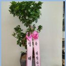 광명화환 심원화원, 완벽한 꽃 선물의 마법사
