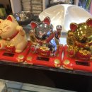 라니네 애견샵 이미지