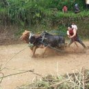 야생마PC 이미지