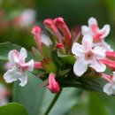 댕강 댕강 이미지