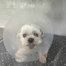 올리브동물병원 | 마두 올리브동물병원 강아지 목디스크 침치료 후기