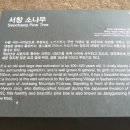 서창 소나무 이미지