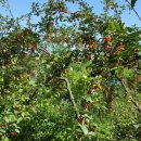 꽃 뜨락 이미지