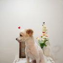 그루미송 이미지