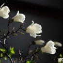 련 Daum카페